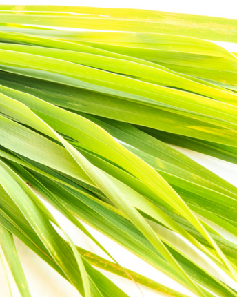 Wild Lemongrass Shower and Hand Wash Gel, 300ml
