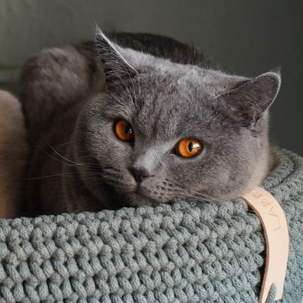 Coco Dog/Cat Bed - Green 