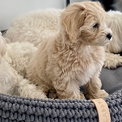 Lukko Dog Bed - Anthracite 