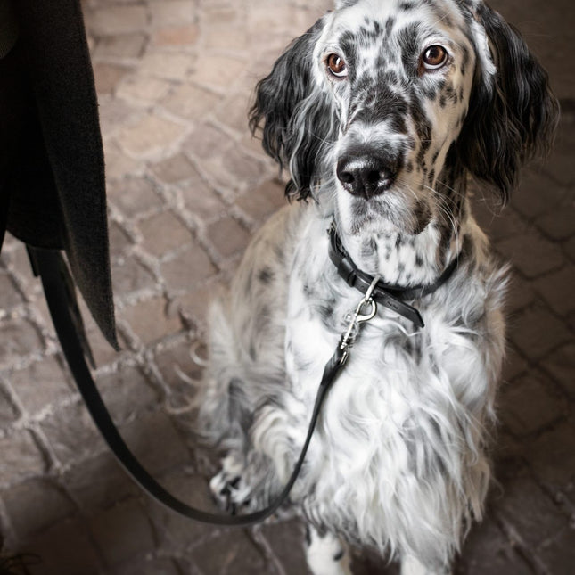Lussa Leash - Black 