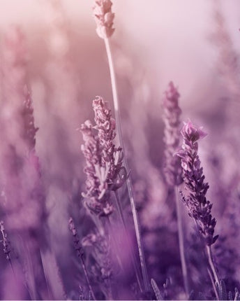 Natural Body Care Gift Set “Enchanting Lavender”