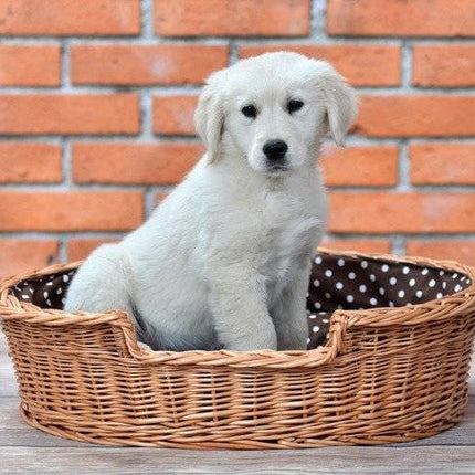 Natural Wicker Dog Bed Poppy With Cushion, 75x57 cm