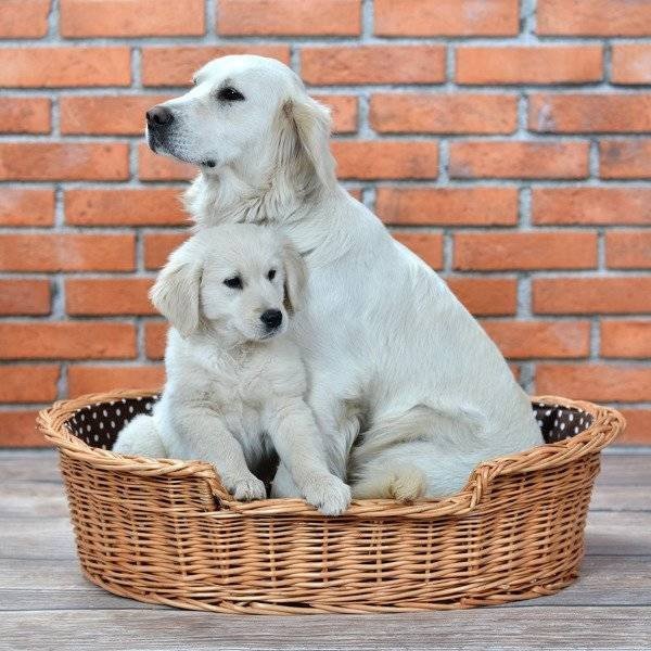 Esmira Natural Wicker Dog Bed With Polka Dot Cushion, 85x67 cm - LoveStyle World