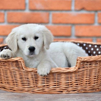 Natural Wicker Dog Bed Poppy With Cushion, 75x57 cm