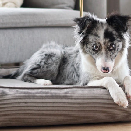 Strippo Dog Bed - Mokka 