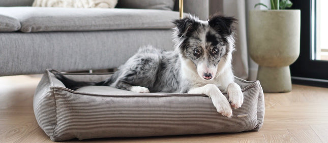 Strippo Dog Bed - Mokka 