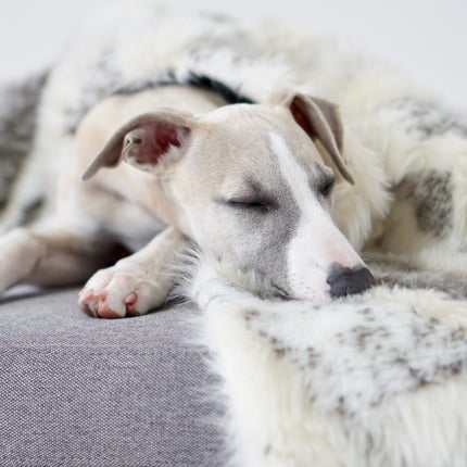 Tösse Blanket - Brown & White 
